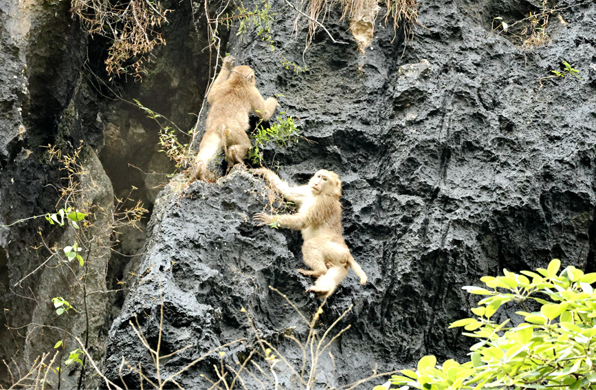 Frequent sightings of Assamese macaques in nature reserve in S China's Guangxi signals thriving biodiversity