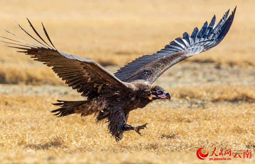 7th Winter Int'l Bird Watching Festival held in Shangri-La, SW China's Yunnan