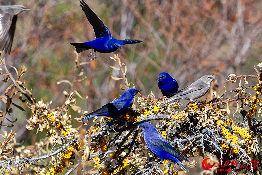 7th Winter Int'l Bird Watching Festival held in Shangri-La, SW China's Yunnan