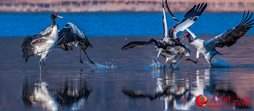 7th Winter Int'l Bird Watching Festival held in Shangri-La, SW China's Yunnan