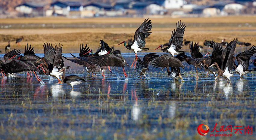 7th Winter Int'l Bird Watching Festival held in Shangri-La, SW China's Yunnan