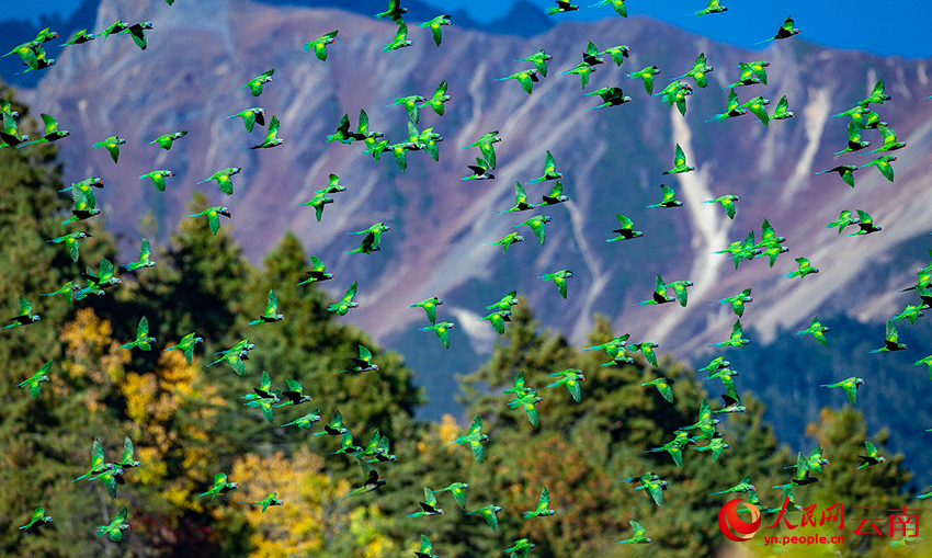 7th Winter Int'l Bird Watching Festival held in Shangri-La, SW China's Yunnan