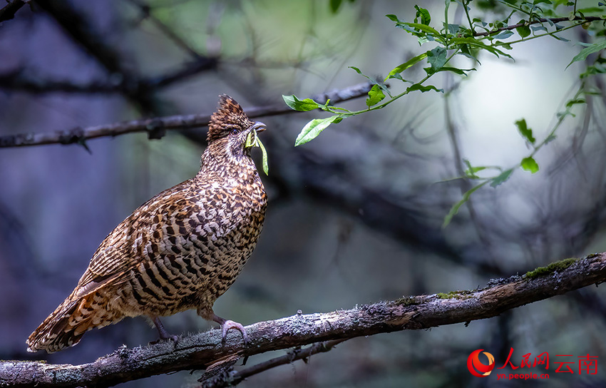 7th Winter Int'l Bird Watching Festival held in Shangri-La, SW China's Yunnan