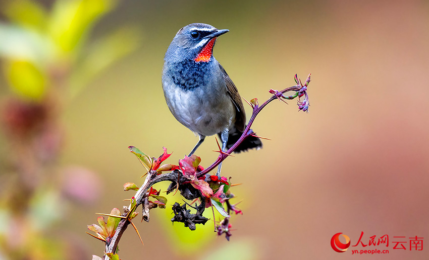 7th Winter Int'l Bird Watching Festival held in Shangri-La, SW China's Yunnan