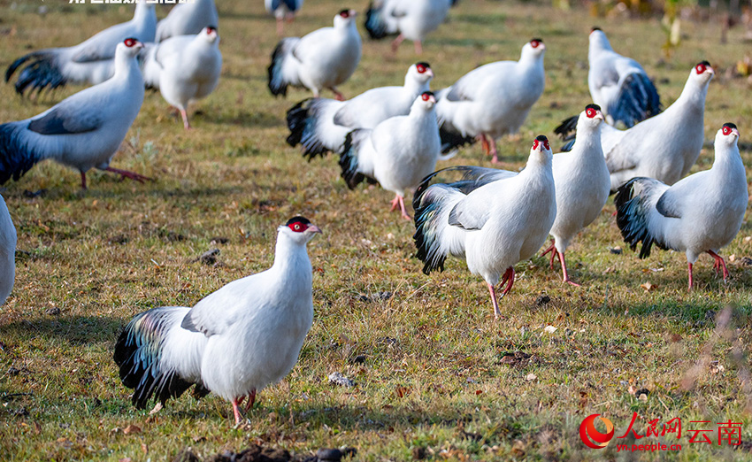 7th Winter Int'l Bird Watching Festival held in Shangri-La, SW China's Yunnan