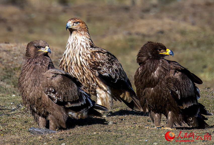 7th Winter Int'l Bird Watching Festival held in Shangri-La, SW China's Yunnan