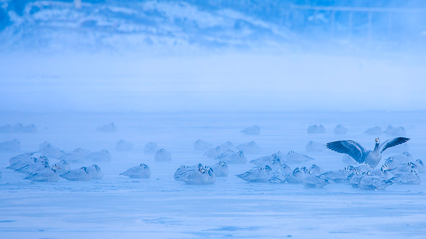 7th Winter Int'l Bird Watching Festival held in Shangri-La, SW China's Yunnan