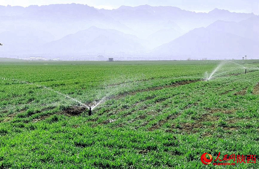 Technology empowers spring wheat management in Xi'an, NW China's Shaanxi