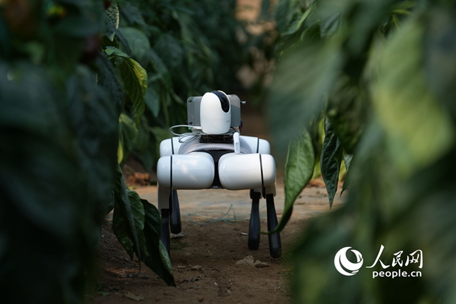 AI-powered robotic dogs 'take over' inspections at vegetable production base in Shouguang, E China's Shandong