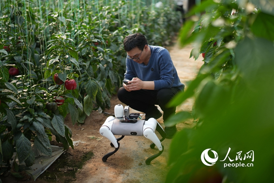 AI-powered robotic dogs 'take over' inspections at vegetable production base in Shouguang, E China's Shandong