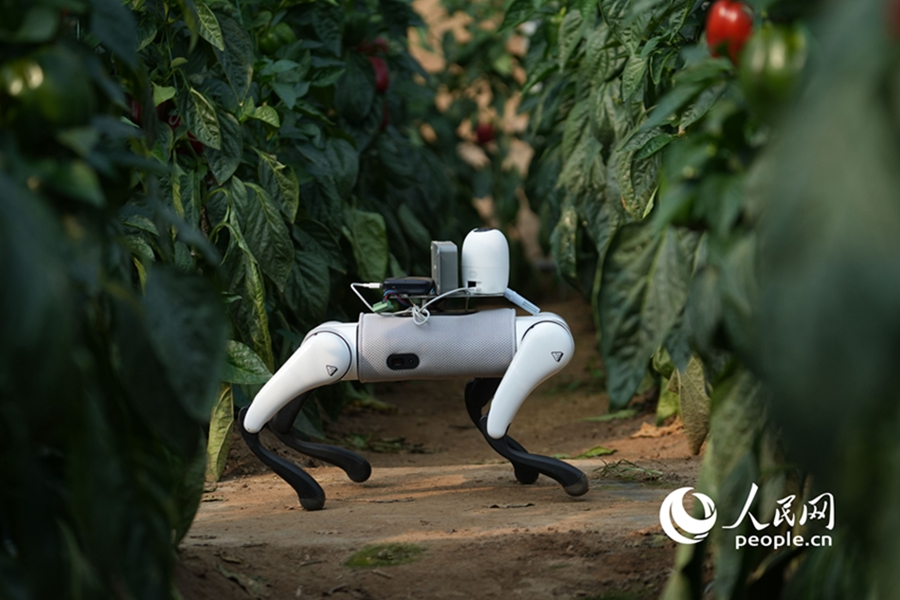 AI-powered robotic dogs 'take over' inspections at vegetable production base in Shouguang, E China's Shandong