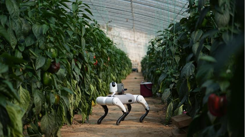 AI-powered robotic dogs 'take over' inspections at vegetable production base in Shouguang, E China's Shandong