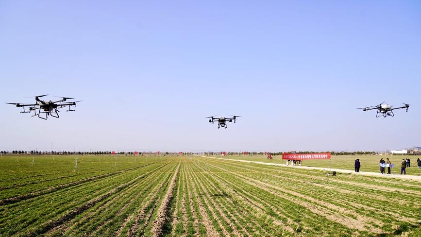 Technology empowers spring wheat management in Xi'an, NW China's Shaanxi