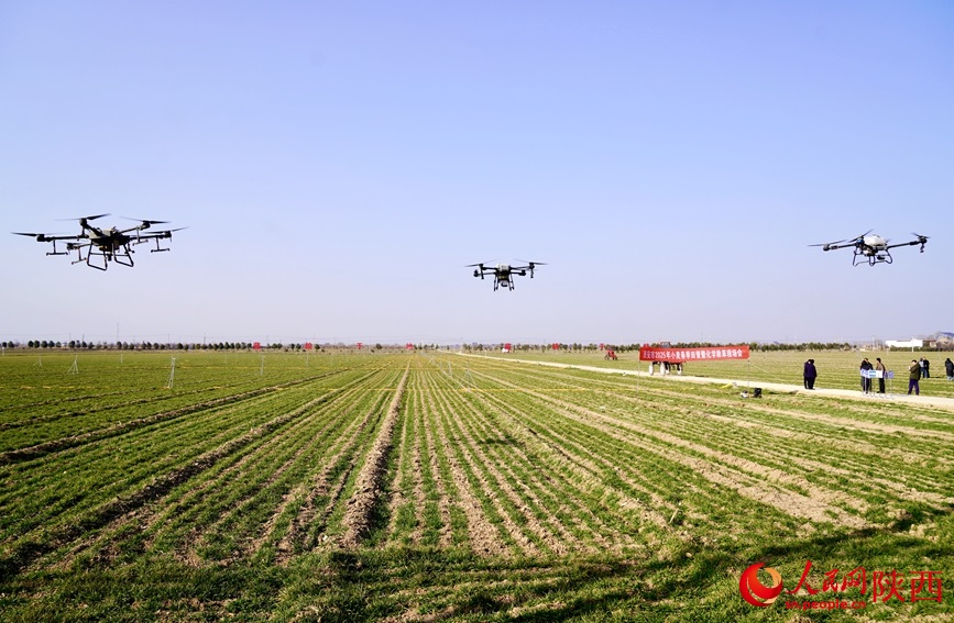 Technology empowers spring wheat management in Xi'an, NW China's Shaanxi