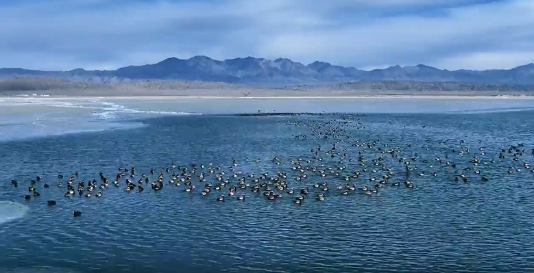 Rare waterfowls flock to Keluke Lake, NW China's Qinghai, as spring arrives