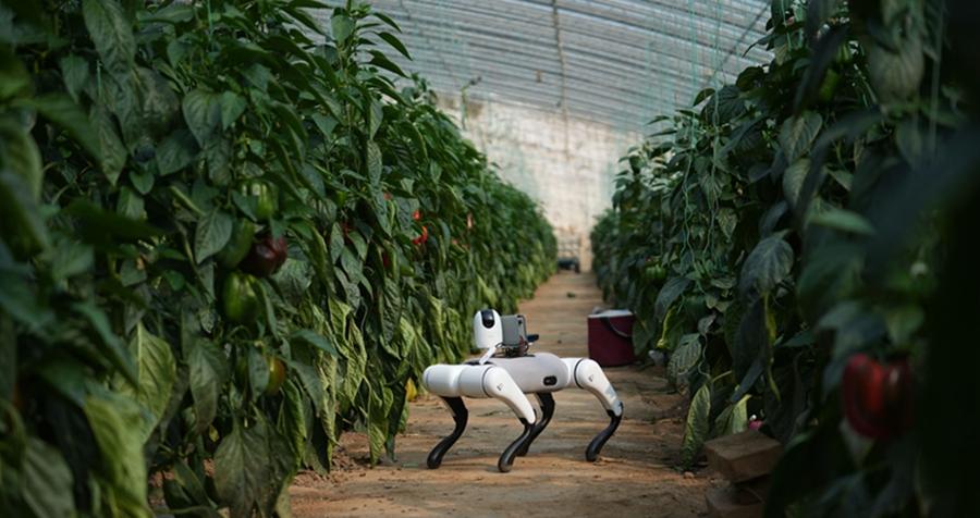 AI-powered robotic dogs 'take over' inspections at vegetable production base in Shouguang, E China's Shandong