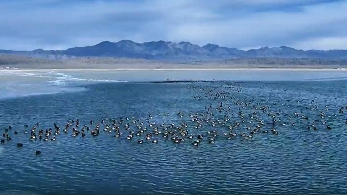 Rare waterfowls flock to Keluke Lake, NW China's Qinghai, as spring arrives