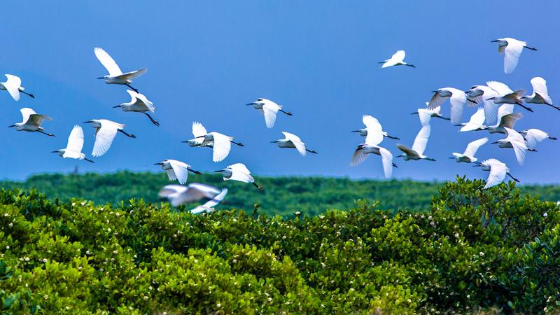 Chinese white dolphins return to estuary in SE China's Fujian for seven consecutive years