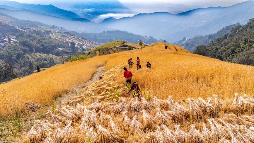 Winter wheat harvest in Ximeng Wa Autonomous County, SW China's Yunnan