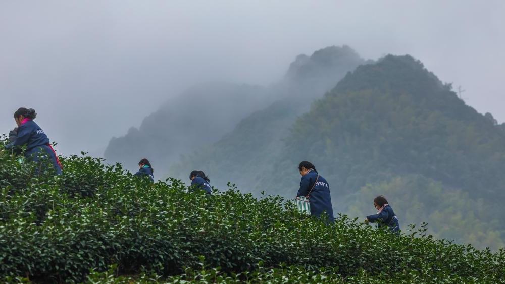 Tea gardens across Wuyi County enter harvest season