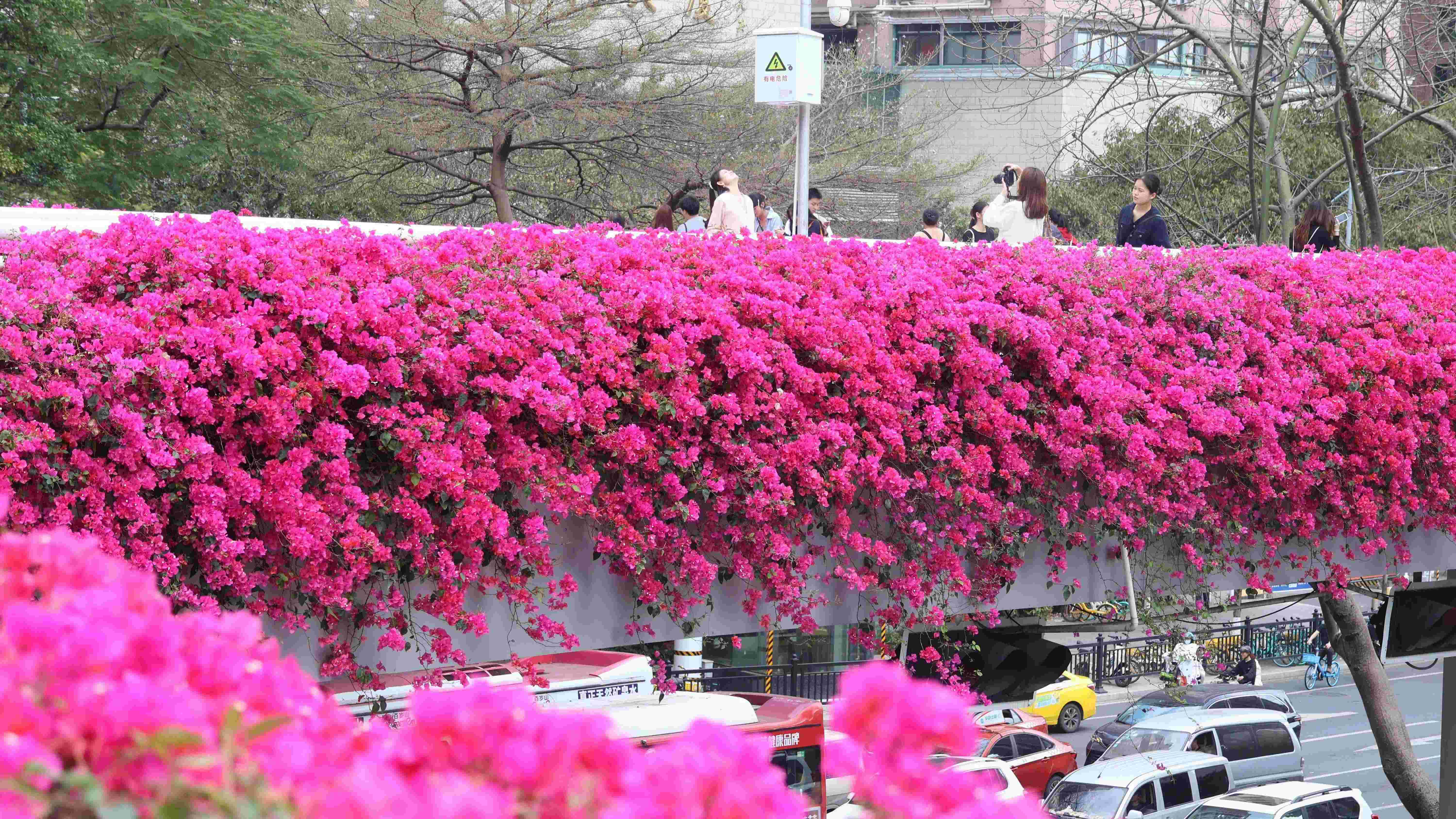 Blooming bougainvillea turn pedestrian bridges into "sky gardens" in S China's Guangzhou