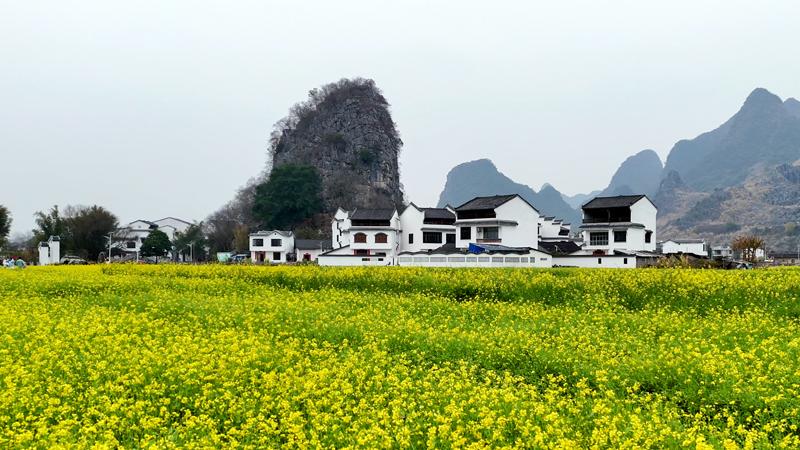 In pics: Blooming rapeseed flowers in S China's Guangxi