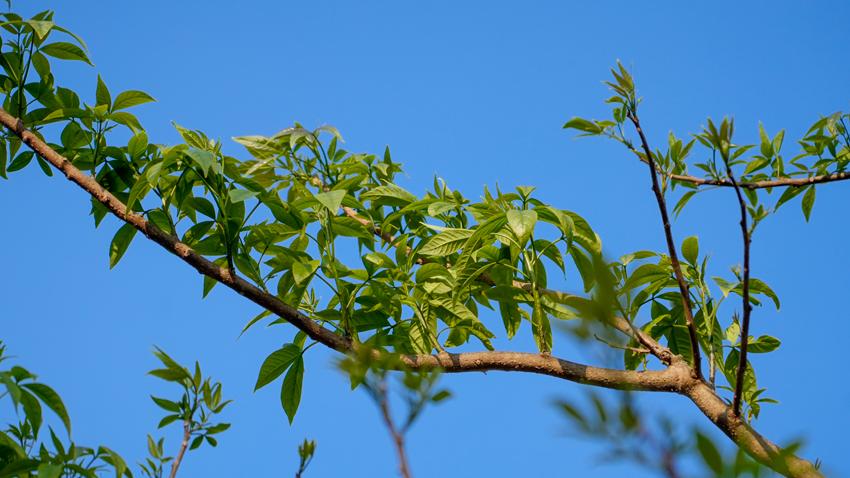 Wild, edible spring plants offer a taste of Yunnan