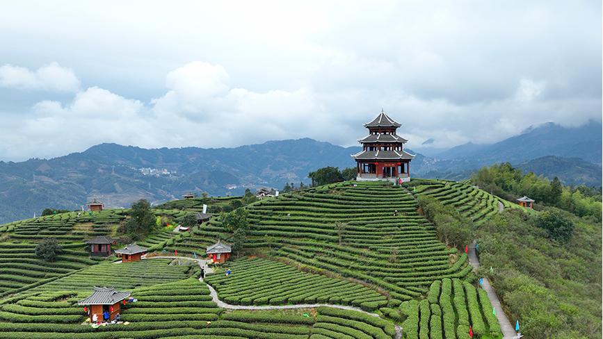 Tea tourism gains traction in Sanjiang Dong Autonomous County, S China's Guangxi