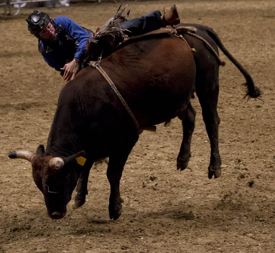 Cowboy James Sullivan competes during the Rodeo section of the 90th Royal Horse Show in Toronto, Canada, Nov. 4, 2012. (Xinhua/Zou Zheng)