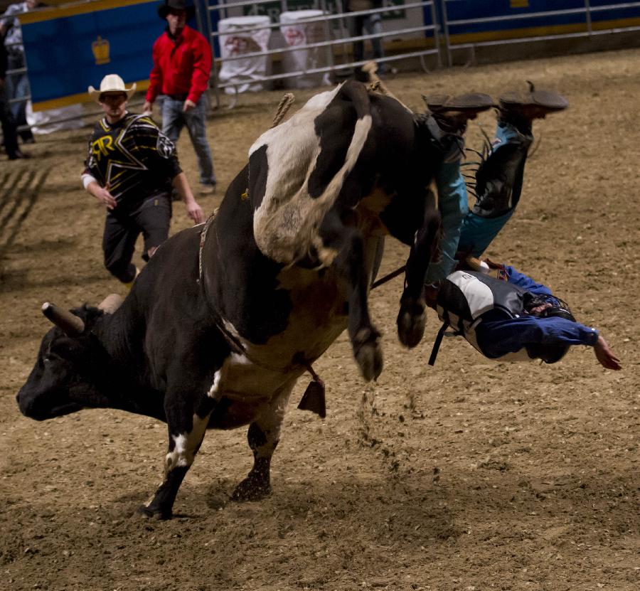 Cowboy Oliver Demmers falls down from his bull during the Rodeo section of the 90th Royal Horse Show in Toronto, Canada, Nov. 4, 2012. (Xinhua/Zou Zheng)