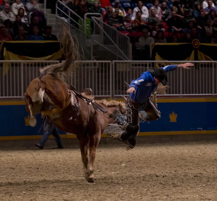 Cowboy Rod Weese falls down from his horse during the Rodeo section of the 90th Royal Horse Show in Toronto, Canada, Nov. 4, 2012. (Xinhua/Zou Zheng) 