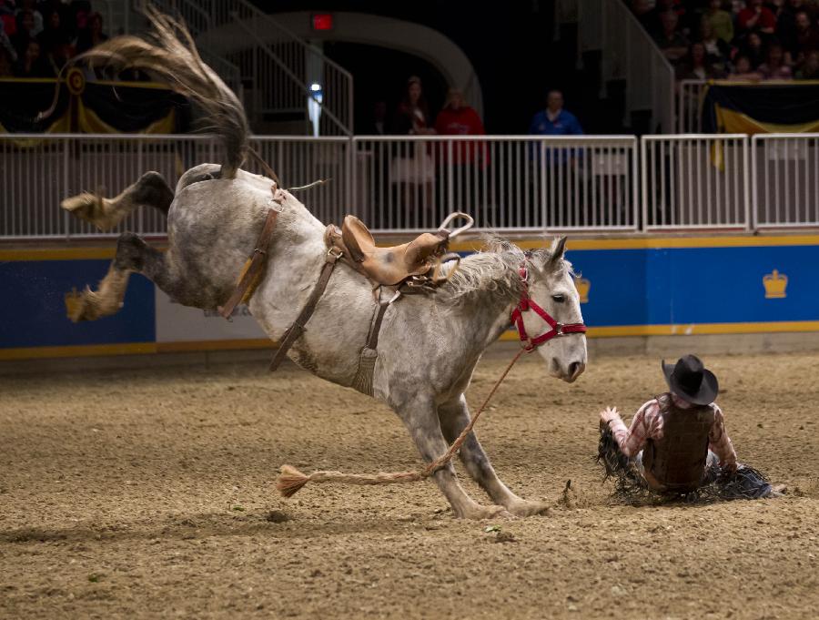 Cowboy Keifer Watt falls down from his horse during the Rodeo section of the 90th Royal Horse Show in Toronto, Canada, Nov. 4, 2012. (Xinhua/Zou Zheng) 