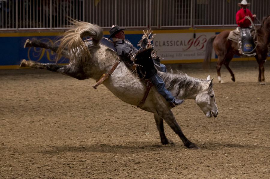 Cowboy Mike Tuck (L) competes during the Rodeo section of the 90th Royal Horse Show in Toronto, Canada, Nov. 4, 2012. (Xinhua/Zou Zheng)