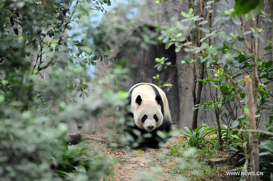 Kai Kai, one of a pair of giant pandas from southwest China's Sichuan Province rests in the Singapore River Safari, Nov. 5, 2012. The Singapore River Safari Giant Panda Forest exhibit, in which giant pandas Wu Jie and Hu Bao, known as Kai Kai and Jia Jia in Singapore, have been living for 10 years, is scheduled to be opened to the public on Nov. 29. (Xinhua/Then Chih Wey)