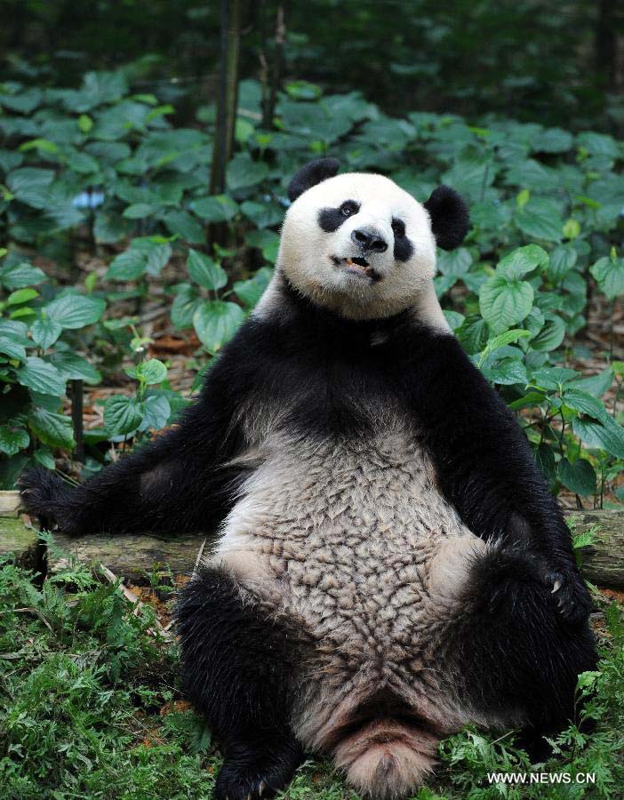 Jia Jia, one of a pair of giant pandas from southwest China's Sichuan Province, rests in the Singapore River Safari, Nov. 5, 2012. The Singapore River Safari Giant Panda Forest exhibit, in which giant pandas Wu Jie and Hu Bao, known as Kai Kai and Jia Jia in Singapore, have been living for 10 years, is scheduled to be opened to the public on Nov. 29. (Xinhua/Then Chih Wey)