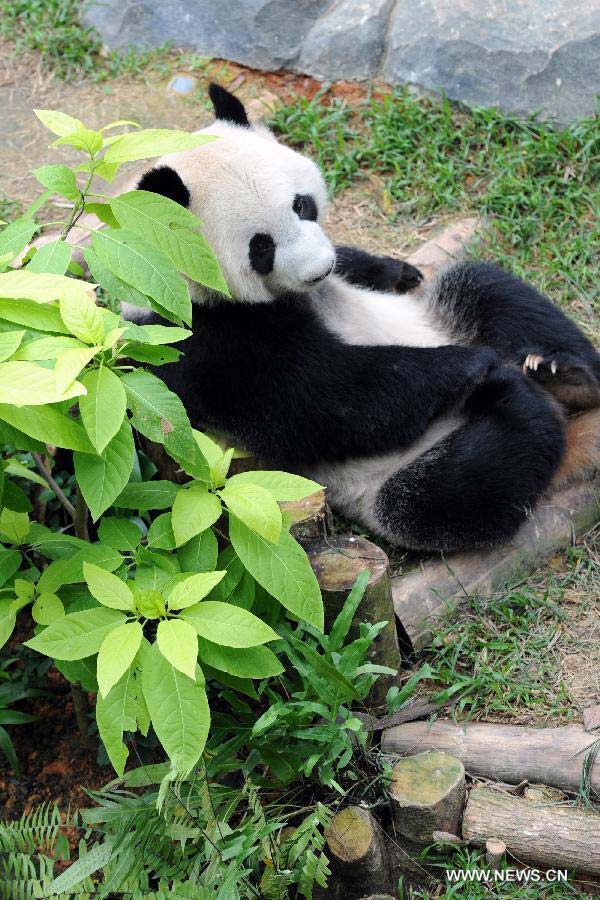 Kai Kai, one of a pair of giant pandas from southwest China's Sichuan Province rests in the Singapore River Safari, Nov. 5, 2012. The Singapore River Safari Giant Panda Forest exhibit, in which giant pandas Wu Jie and Hu Bao, known as Kai Kai and Jia Jia in Singapore, have been living for 10 years, is scheduled to be opened to the public on Nov. 29. (Xinhua/Then Chih Wey)