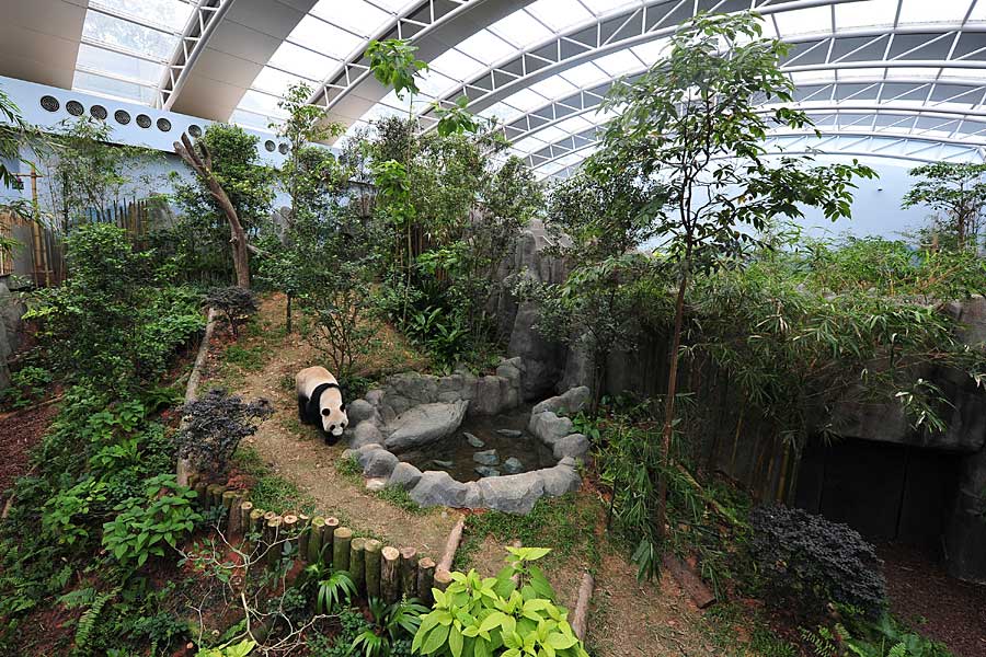 Kaikai plays in his new home at the Singapore River Safari, Nov 5, 2012. [Photo/Xinhua]