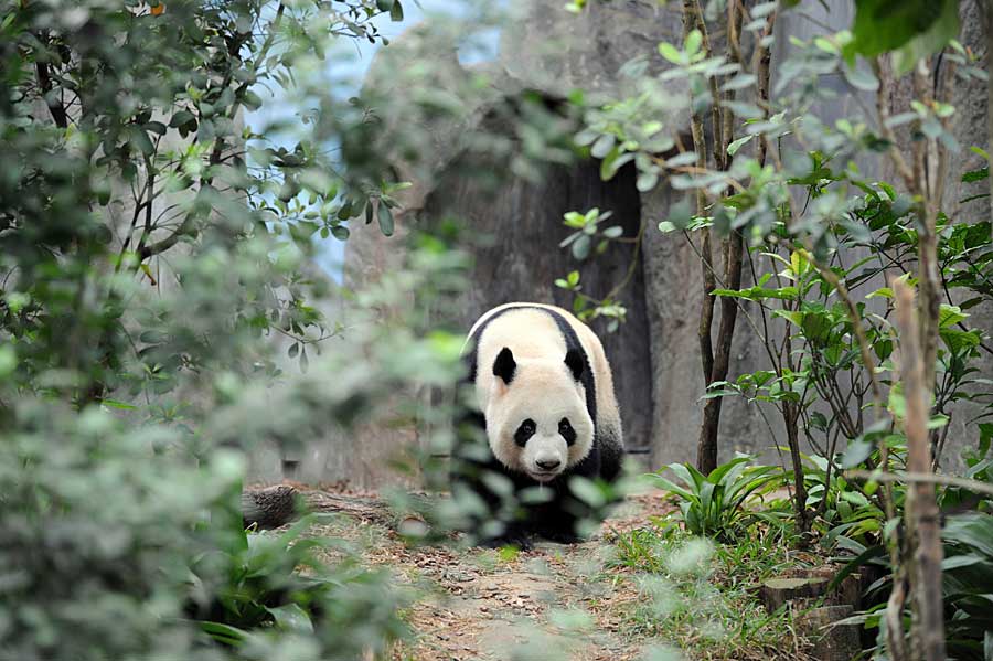 Kaikai plays in his new home at the Singapore River Safari, Nov 5, 2012. [Photo/Xinhua]