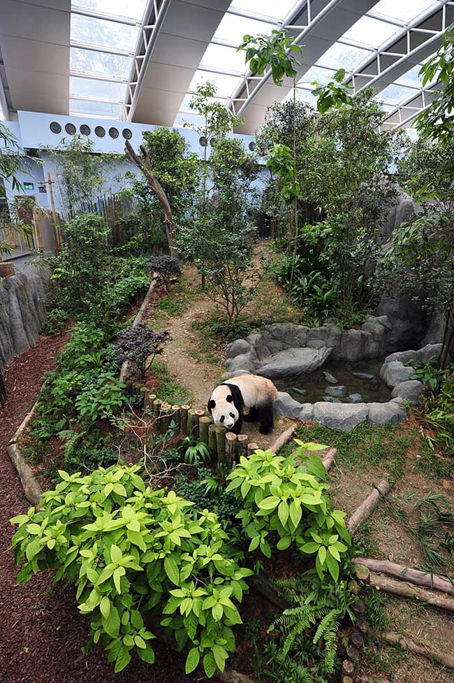 Kaikai plays at the new Singapore River Safari, Nov 5, 2012.[Photo/Xinhua]