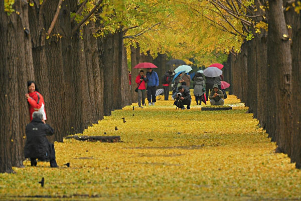 Enthusiasm for autumn leaves is in full swing, come rain or snow. Although the capital was swept by a below-zero cold wave over the weekend, tourists and photography enthusiasts can still be seen at Ginkgo Avenue, the most popular place to view golden ginkgo leaves, just outside Diaoyutai State Guesthouse. These photos, taken Sunday on November 4, 2012, show the best of autumn on the verge of fading away. (CRIENGLISH.com/Song Xiaofeng)