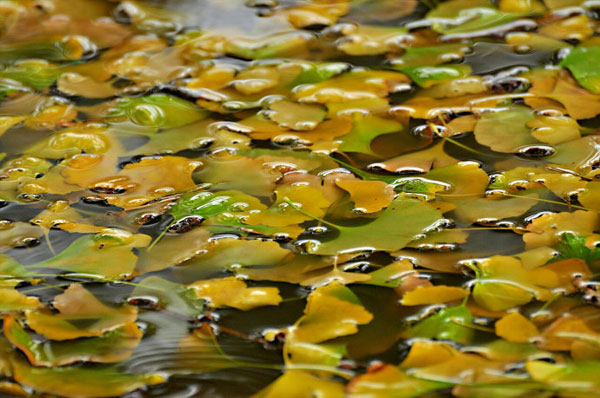 Enthusiasm for autumn leaves is in full swing, come rain or snow. Although the capital was swept by a below-zero cold wave over the weekend, tourists and photography enthusiasts can still be seen at Ginkgo Avenue, the most popular place to view golden ginkgo leaves, just outside Diaoyutai State Guesthouse. These photos, taken Sunday on November 4, 2012, show the best of autumn on the verge of fading away. (CRIENGLISH.com/Song Xiaofeng)