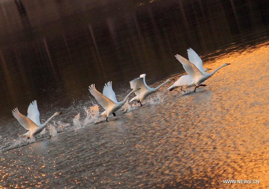 A flock of migratory swans frolic on the Luohe River in Luoyang City, central China's Henan Province, Nov. 5, 2012. (Xinhua/Zhang Xiaoli)