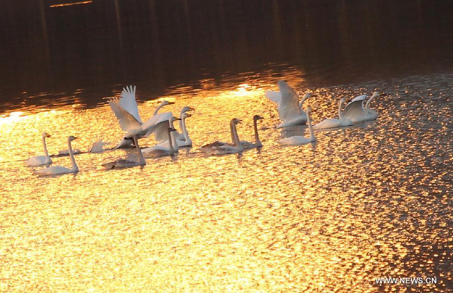 A flock of migratory swans swim on the Luohe River in Luoyang City, central China's Henan Province, Nov. 5, 2012. (Xinhua/Zhang Xiaoli)