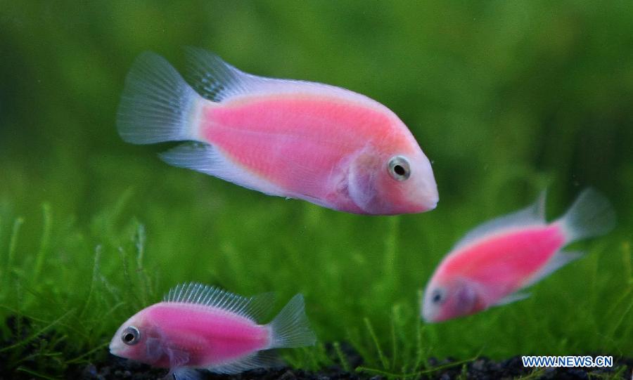 Photo taken on Nov. 7, 2012 shows newly-bred fluorescent fish in Taipei, southeast China's Taiwan. (Xinhua)