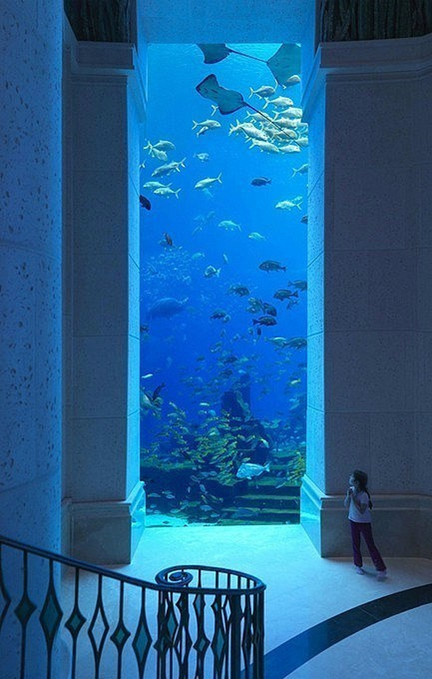 Dubai Aquarium & Underwater Zoo