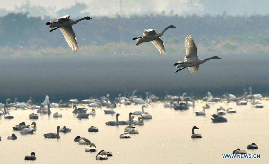 Swans are seen at the East Lake in Jiujiang County, east China's Jiangxi Province, Nov. 7, 2012. Swans migrate here in late autumn and early winter to live through the winter. (Xinhua/Yang Jihong)