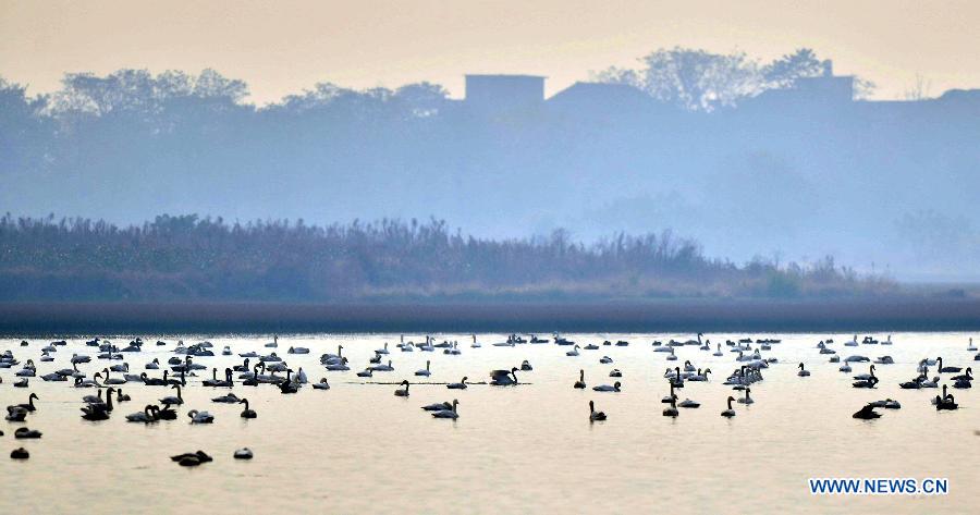 Swans are seen at the East Lake in Jiujiang County, east China's Jiangxi Province, Nov. 7, 2012. Swans migrate here in late autumn and early winter to live through the winter. (Xinhua/Yang Jihong)