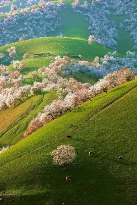 Yili, Xinjiang, China.Yili Kazak autonomous prefecture situates in the northwestern part of China's Xinjiang Uighur Autonomous Region. It is hailed as "lush southern type fields north of the Great Wall". 