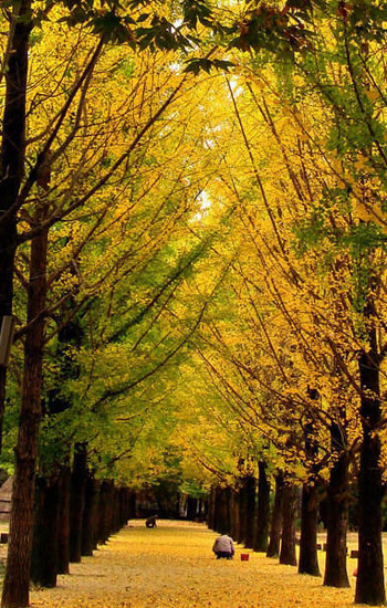 This season is great as you can find fantastic scenery in Nami Island, South Korea. Winter Sonata, a romantic Korean television drama series, was filmed on the island.(File Photo)