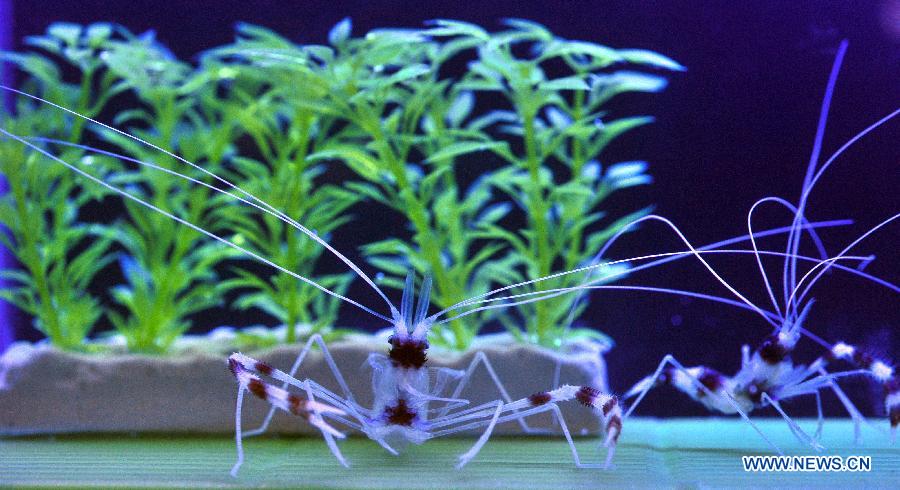 Photo taken on Nov. 9, 2012 shows " Taiwan Camel Shrimp" at the 2012 Taiwan International Aquarium Expo in Taipei, southeast China's Taiwan. The four-day exposition, consisting of theme exhibition areas such as fluorescent fish exhibition area, creative design exhibition area and so on, opened here on Friday. (Xinhua/Wu Ching-teng)